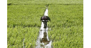 UN, India invest $168 million to boost tribal farming incomes