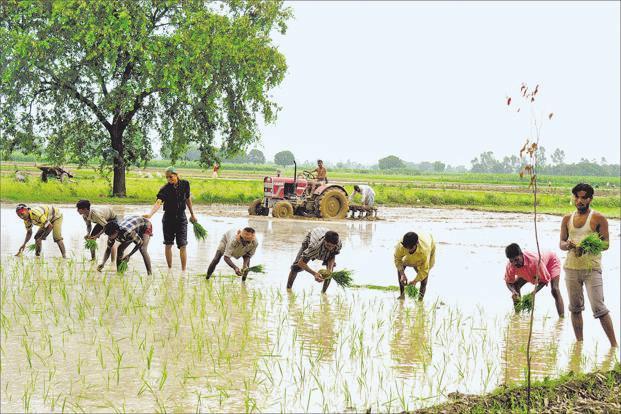 Over 50% agricultural households are facing indebtedness: Nabard