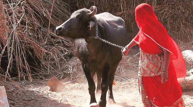 How A Women-Run Dairy Society Is Bringing 'Milk Revolution' Rajasthan's Village