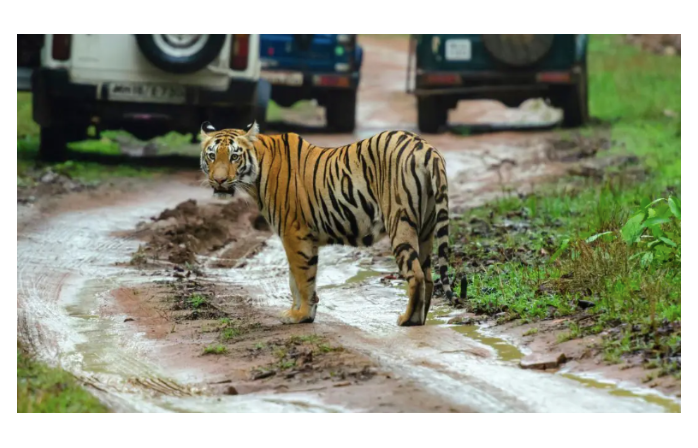 Supriya Lifescience's Game-Changing Donation Transforms Sanjay Gandhi National Park Tiger Safari